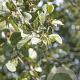 Alnus glutinosa 16-18 HO draadkluit 3 X verplant