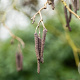 Alnus glutinosa 16-18 HO draadkluit 3 X verplant