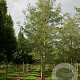 Alnus glutinosa 'Laciniata' 20-25 HO draadkluit 3 X verplant