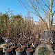 Amelanchier lamarckii 200-250 cm 35L solitair extra