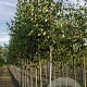 Betula papyrifera 18-20 HO draadkluit 3 X verplant