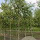 Betula pendula 10-12 HO draadkluit 3 X verplant