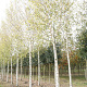 Betula pendula 25-30 HO draadkluit 3 X verplant