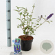 Buddleja d. 'Empire Blue' 30-40 cm 2,0L