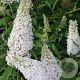 Buddleja d. Marbled White 30-40 cm 3,0L