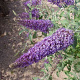 Buddleja d. Reve de Papillon Blue 30 cm 2,0L
