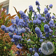 Ceanothus 'Julia Phelps' 25-30 cm 2,0L