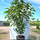 Clerodendrum trichotomum fargesii 200-250 cm 35L
