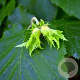 Corylus cornuta 250-300 cm draadkluit meerstammig 3-4 tak