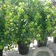 Cotinus coggygria 'Flame' 200-250 cm cont. 110L