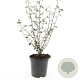 Cotoneaster franchetii GM C1.3