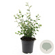 Cotoneaster franchetii GM C1.3
