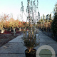 Enkianthus campanulatus 125-150 cm 20L