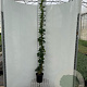 Hedera hibernica 170-200 cm 3,5L met stok