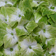 Hydrangea macrophylla 'Magical Noblesse' 30-40 cm 20L