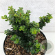 Ilex crenata 'Dwarf Pagoda' 15-20 cm 2,0L