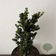 Ilex crenata 'Dwarf Pagoda' 25-30 cm 5,0L