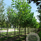 Liriodendron tulipifera 16-18 HO draadkluit 3 X verplant