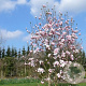 Magnolia 'Big Dude' 500-600 cm draadkluit meerstammig