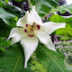 Magnolia macrophylla 80-100 cm 20L