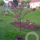Malus 'Diable Rouge' 300-350 cm cont. 130L