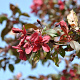 Malus 'Royalty' 10-12 HO draadkluit 3 X verplant