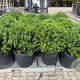 Osmanthus burkwoodii 60 cm 45L bol
