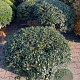 Osmanthus burkwoodii 100-110 cm draadkluit platte bol