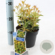 Osmanthus heter. 'Goshiki' 20-25 cm 2,0L