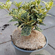 Osmanthus heter. 'Goshiki' 20-25 cm 2,0L