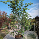 Parrotia persica 250-300 cm container meerstammig
