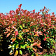 Photinia fraseri 'Birmingham' 30-40 cm 3,0L