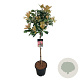 Photinia serratifolia Pink Crispy 80 cm stam 15L