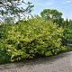 Cornus alba 'Aurea' 125-150 cm draadkluit meerstammig