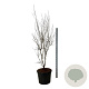 Cornus Aurora 225-250 cm cont. 90L Pir. op stam extra