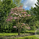 Cornus florida rubra 200-250 cm draadkluit meerstammig