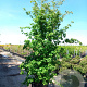Cornus kousa chinensis 350-400 cm cont. 130L meerstammig