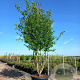Cornus mas 300-350 cm cont. 290L paraplu