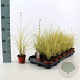 Carex brunnea 'Jenneke' GM  P11