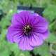 Geranium 'Orkney Pink' GM  P11
