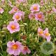 Helianthemum 'Lawrenson's Pink' GM  P11