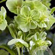 Helleborus sternii GM  P11