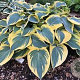 Hosta 'Permafrost' GM  P11