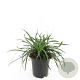 Liriope muscari 'Big Blue' GM C1.3