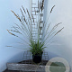 Molinia caerulea 'Moorflamme' 30-40 cm 2,5L