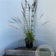 Molinia caerulea 'Moorhexe' 30-40 cm 2,5L