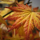 Acer palmatum 'Mirte' 200-250 cm cont. 80L