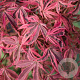 Acer palmatum 'Shirazz' 125-150 cm 50L