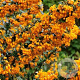 Berberis lologensis 'Apricot Queen' 100-125 cm 20L