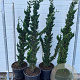 Chamaecyparis l. 'Wissel's Saguaro' 150-175 cm 25L